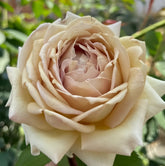 Robe Doll Rose